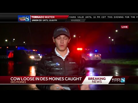Police say rogue cow located, shot in Des Moines