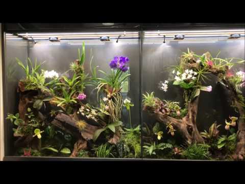 Vivarium Terrarium Orchidarium Orchidejos lt   2017 07 14