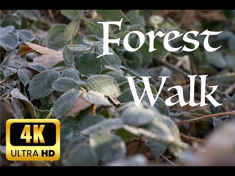 4K Virtual Hike through Canadian Forest (with Nature Sounds) #virtualhike #canada #nature