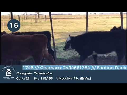 Lote M Y H -Pila BS As