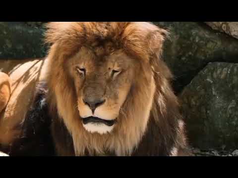 Marius Bernat - Debora&Arman Ludovic - Nimic nu e cu neputință