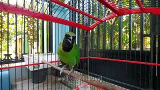 Download lagu Suara Pancingan Cucak Ijo Gacor Agar Rajin Bunyi mp3