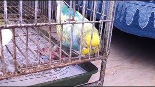 How to treat a sick budgie| Tips on treating a sick bird in 2 simple ways