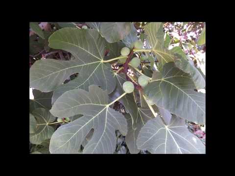 NUR JA KEINEN KÖNIG! (Die Jotamsfabel zum Mitsingen)