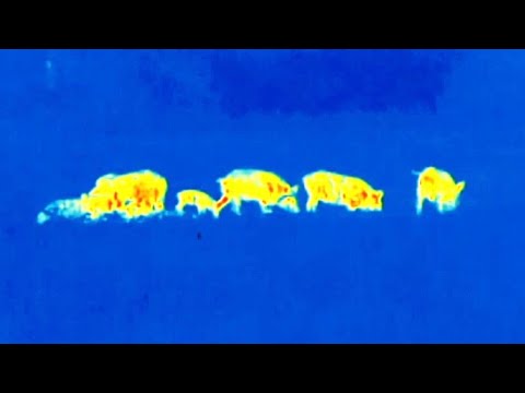 Pulsar Thermion XQ38 **THERMAL SCOPE REVIEW**
