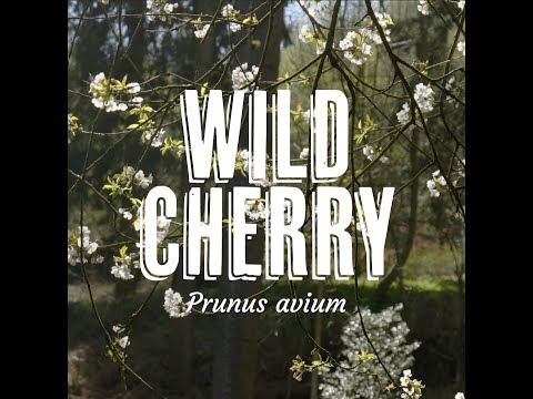 Tree Tuesday thumbnail 8