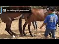 Horse Meeting Female Horses Sex
