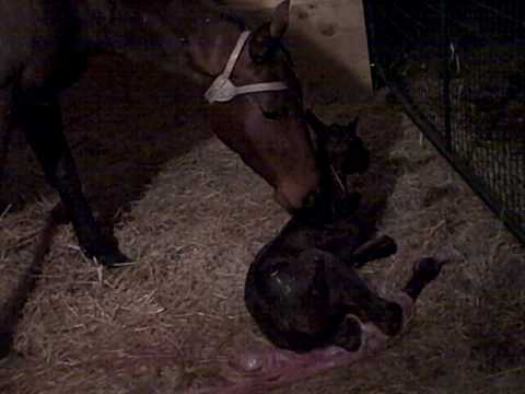 Valid Expectation Filly