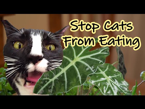 How to Stop Cats From Eating and Destroying Plants