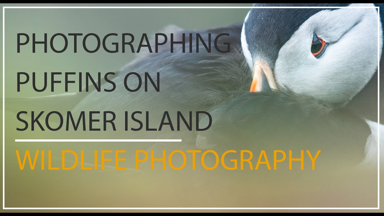 Wildlife Photography - Photographing Puffins up close in Skomer, Wales - YouTube