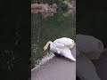 A Drunk Swan! 🍺 🦢 #shorts #swan #reverse