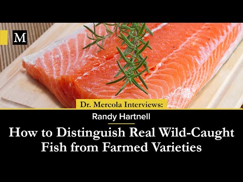 How to Distinguish Real Wild-Caught Fish from Farmed Varieties — Interview with Randy Hartnell