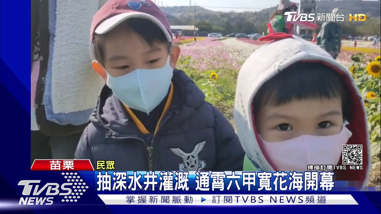 抽深水井灌溉 通霄六甲寬花海開幕