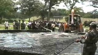 A trapped wild elephant cub struggles in the waters of a reservoir tank during a rescue mission by Indian army personnel at Bengdubi army cantonment area some 25 kms from Siliguri on August 30, 2011  A wild elephant cub fell into the water rese