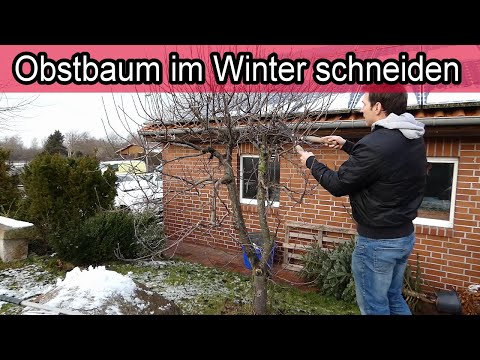 Obstbäume Winterschnitt – Obstbaum im Winter schneiden Zeitpunkt wann wie  Obstbaumschnitt Anleitung