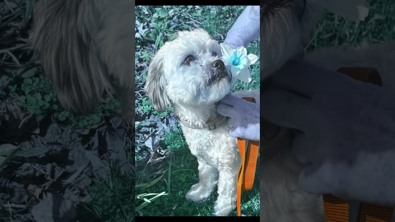 Enlarge Yoshi, a ADOPTABLE Shih Tzu in Springfield, VA video 4/4