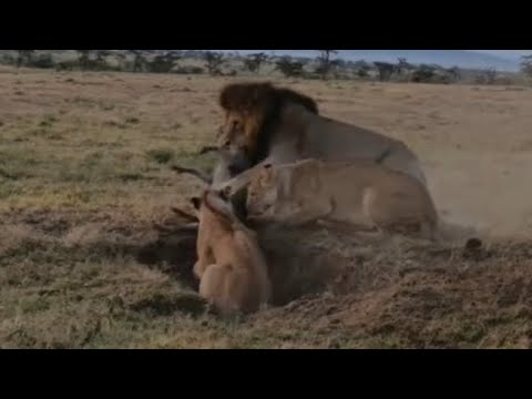 lioness catching a warthog from burrow but stealing by male lion video 
