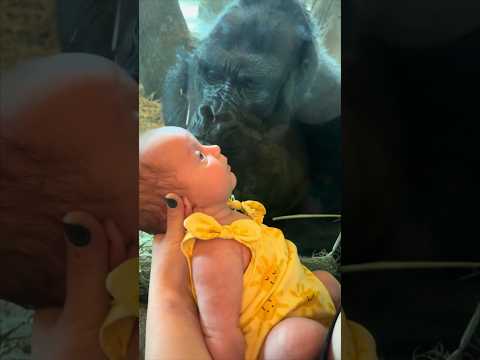 They never expected this gorilla to do this 👏