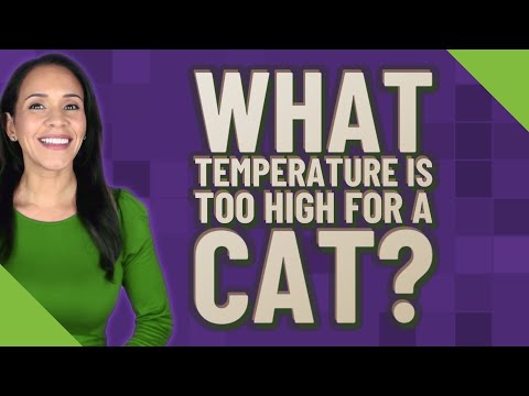What temperature is too high for a cat?