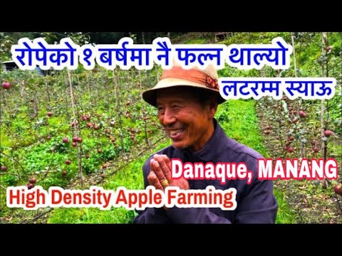 स्याउ खेती