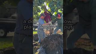 Important Tips When Planting or Transplanting Trees #trees #treeroots #treemaintenance
