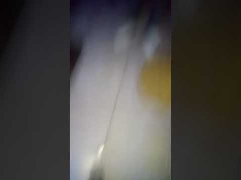 Jeaskoll BEEZ CITY VYBZ