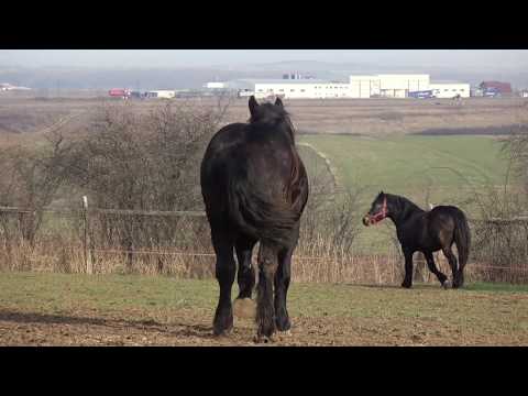 Manjii lui Ciprian de la Chisirid, Bihor - 2019 Nou!!!