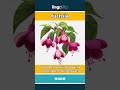 fuchsia - a garden plant with drooping... video thumbnail