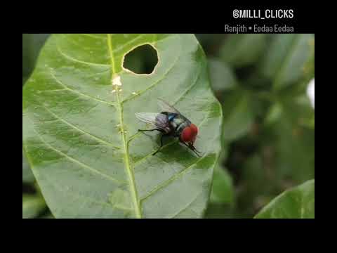 Eedaa Eedaa 🪰🎶