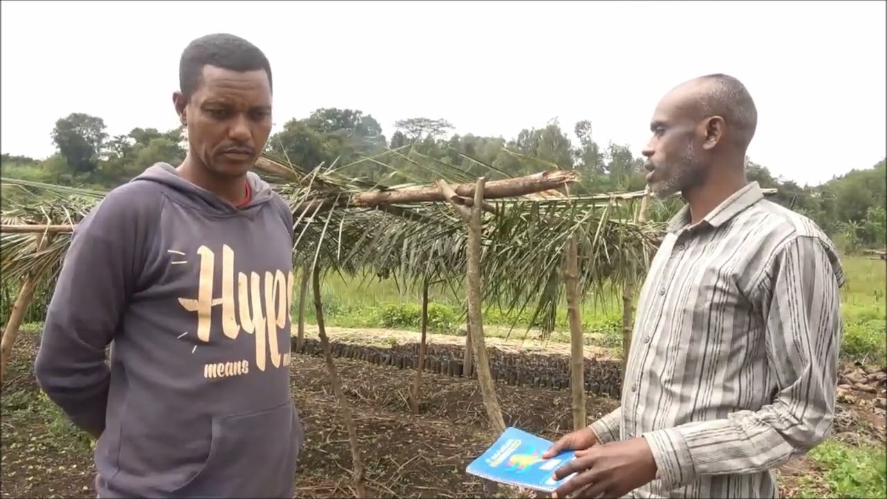 Seka Chekorsa Coffee Seedling management