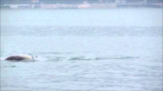 Дельфины в Черном море (Геленджик)