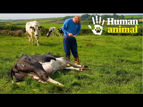 'We've got a cow to shoot next': What death in farming really looks like | Human Animal