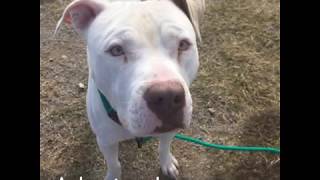 Hocus Pocus - Adopted Dog at Collin County Animal Services