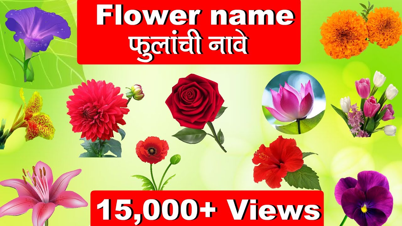 Learn Flowers Name With Picture In English & Marathi For Kids | फुलांची नावे इंग्रजी व मराठी |