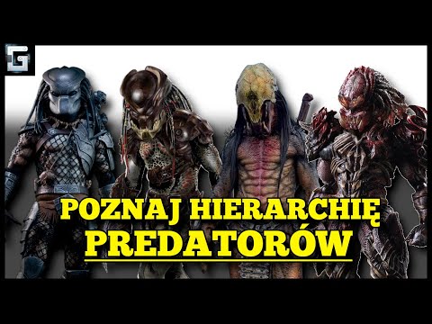 Jak wygląda Hierarchia Predatorów?
