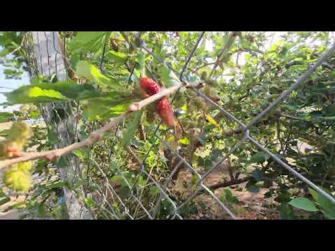 Praça da Lagoa em Guararapes SP