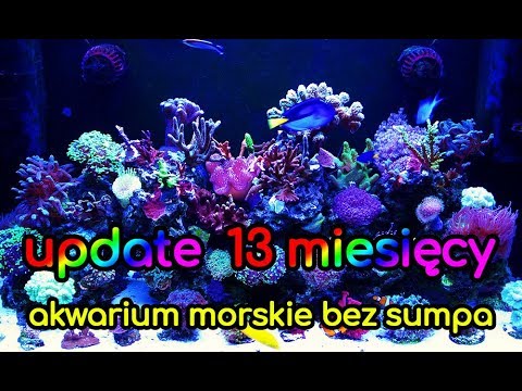 (92) Glossy Reef 200 / Update 13 miesięcy - Akwarium morskie - Reef aquarium