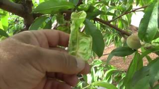Peach Leaf Curl &amp; How to Improve Fruit Quality