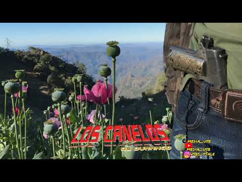 Los Canelos De Durango - Los Chirukas [EN VIVO]