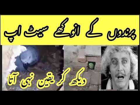 Pakistan Main Raw or African Grey Ke Anookhe Setups||Dakh Ker Yaqeen Na Aye||Rana Jibran||Hindi/urdu