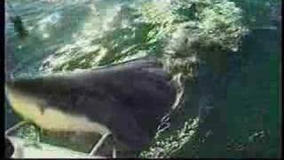 UC Davis Newswatch:  Sharks No. 1