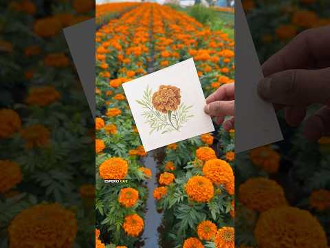 ¡Aprende a pintar FLOR DE CEMPASÚCHIL! con acuarela. #cempasuchil #acuarela #arte #pintarcempasuchil