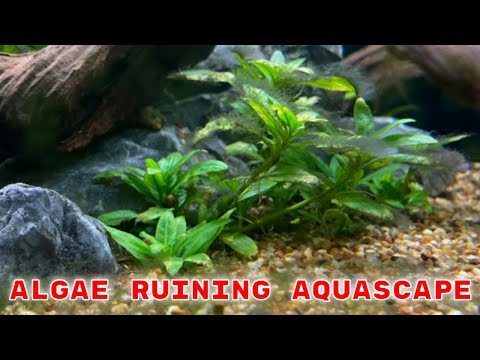 Changed Aquascape and Got Algae - Aquarium 911 Ep 29