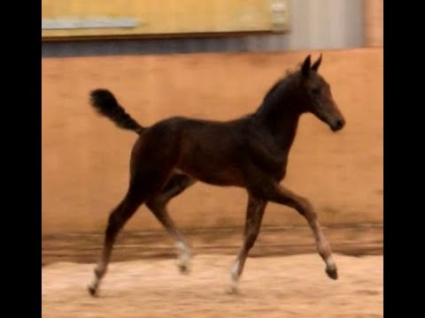 Hengstfohlen, geb. 29.04.2022 v. Diamond First - United - Gribaldi