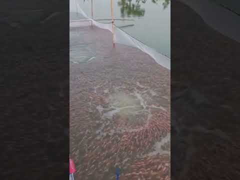 ĐIÊU HỒNG ĐƠN TÍNH, MẪU 300 CON/KÝ LH: 0986 366 376