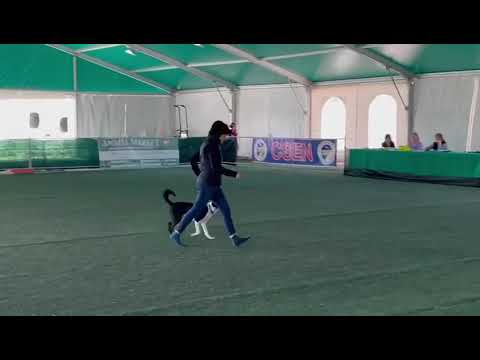 Moonspell & Angela Htm 0 - Gara Dog Dance Roma 20 marzo 2022. Third place