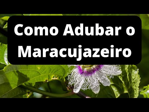 COMO ADUBAR O MARACUJAZEIRO