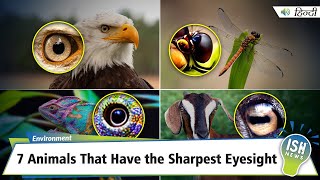 7 Animals That Have the Sharpest Eyesight