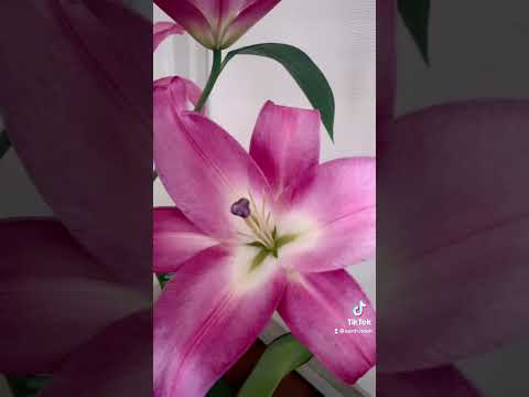 無枝の草ユリ、総状草ユリ 植物