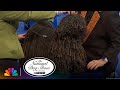 The Puli | The National Dog Show Presented by Purina | NBC